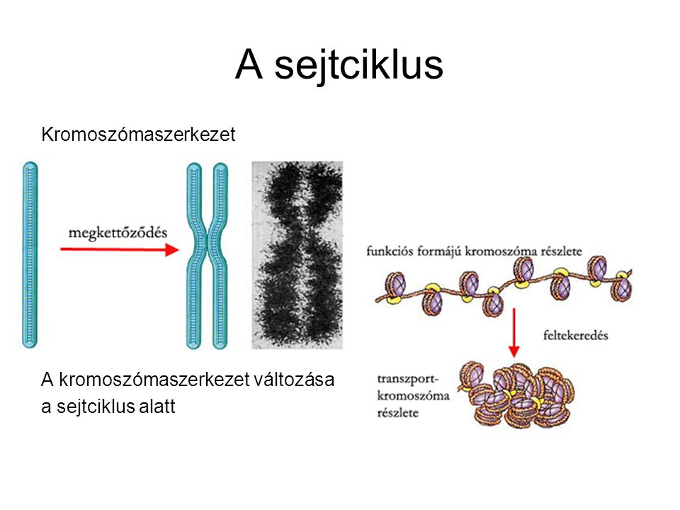 A sejtciklus Kromoszómaszerkezet A kromoszómaszerkezet változása