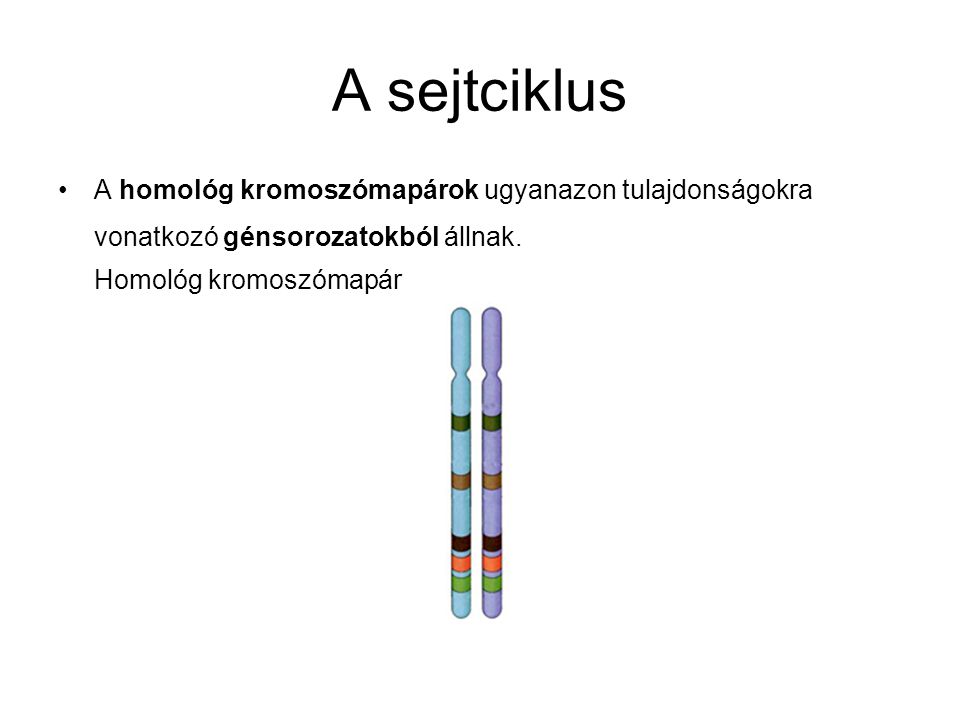 A sejtciklus A homológ kromoszómapárok ugyanazon tulajdonságokra vonatkozó génsorozatokból állnak.