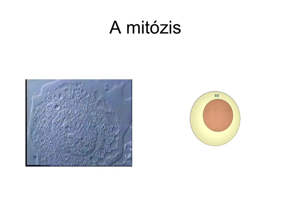 A mitózis