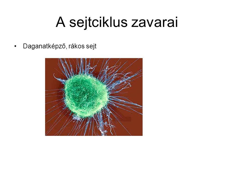 A sejtciklus zavarai Daganatképző, rákos sejt
