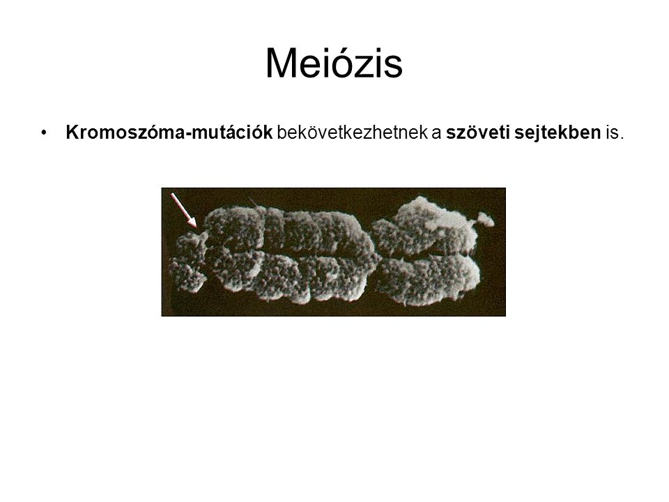 Meiózis Kromoszóma-mutációk bekövetkezhetnek a szöveti sejtekben is.