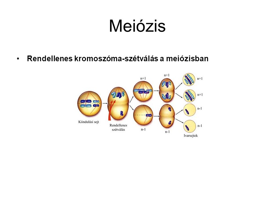 Meiózis Rendellenes kromoszóma-szétválás a meiózisban