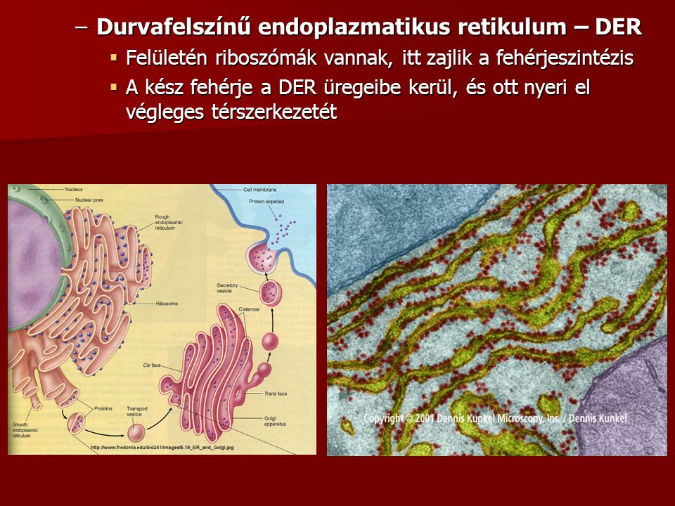 Durvafelszínű endoplazmatikus retikulum – DER
