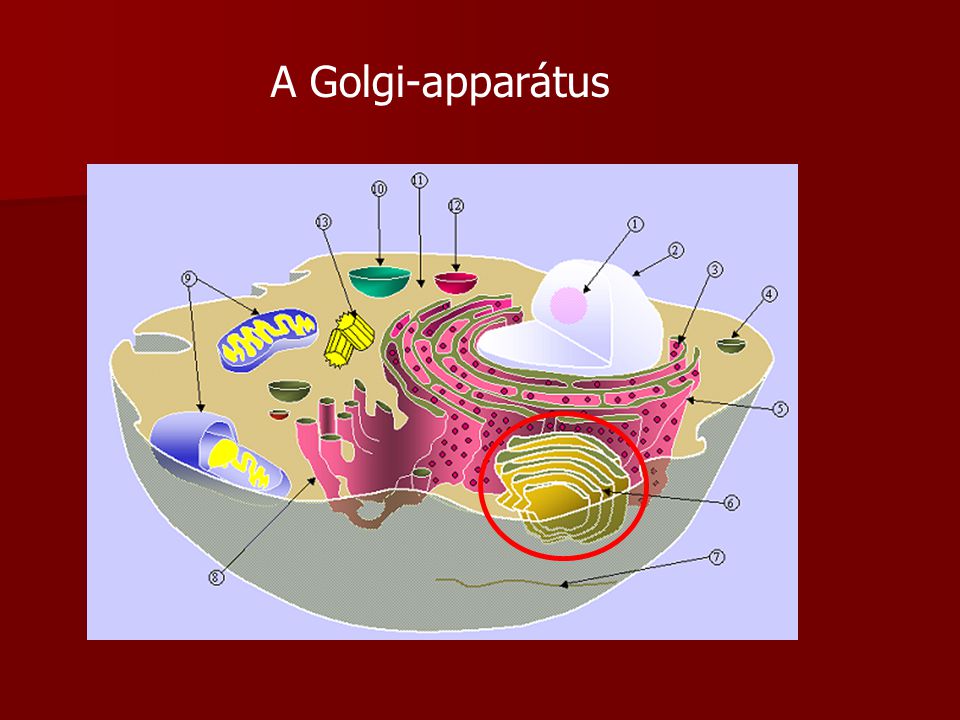 A Golgi-apparátus