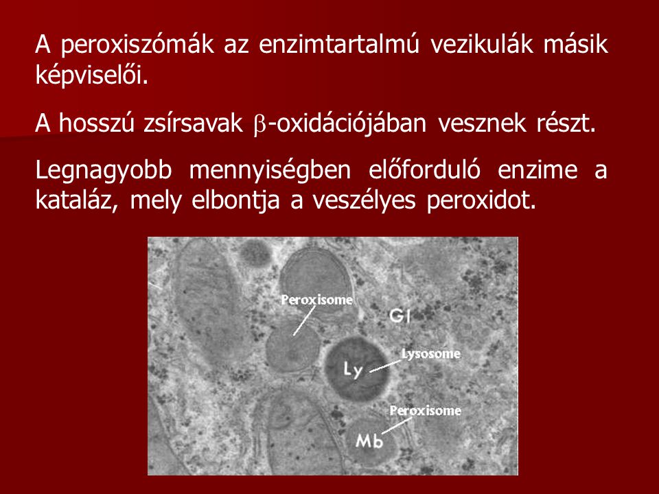 A peroxiszómák az enzimtartalmú vezikulák másik képviselői.
