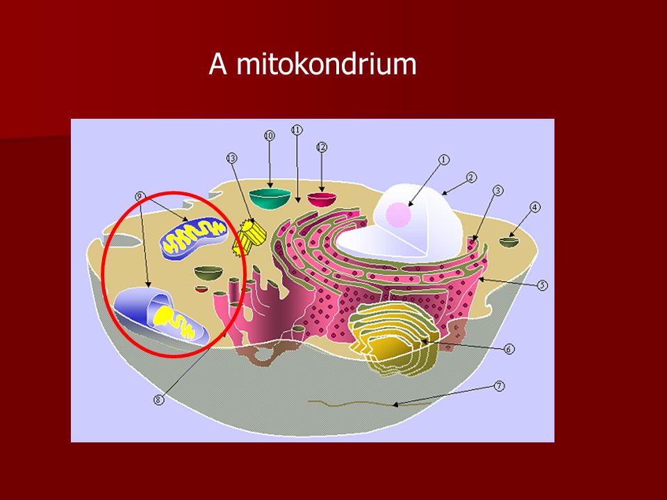 A mitokondrium