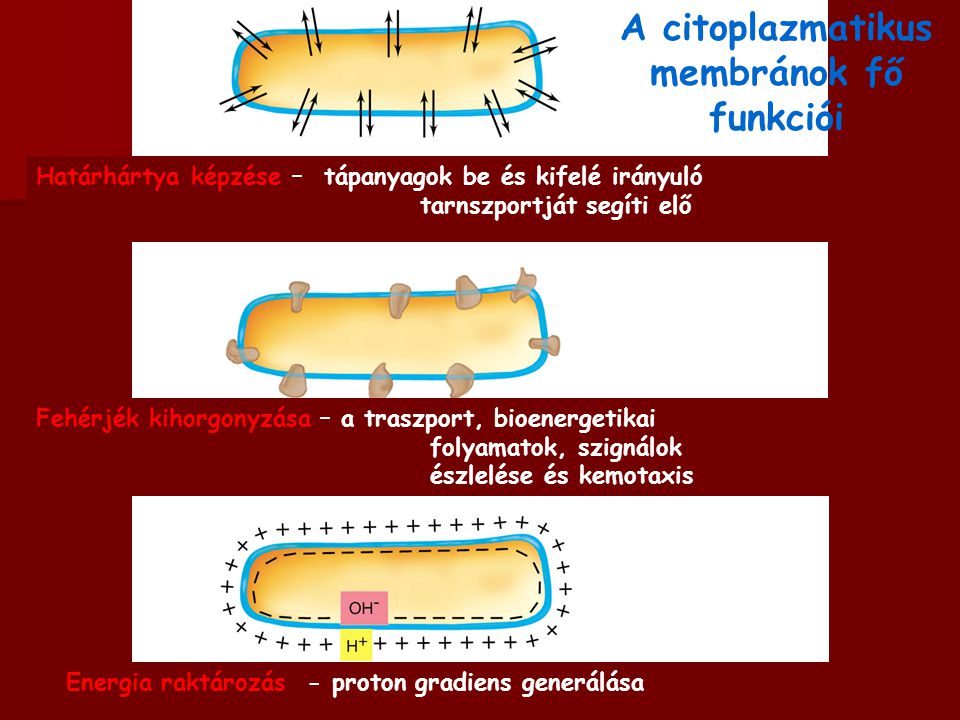 A citoplazmatikus membránok fő funkciói