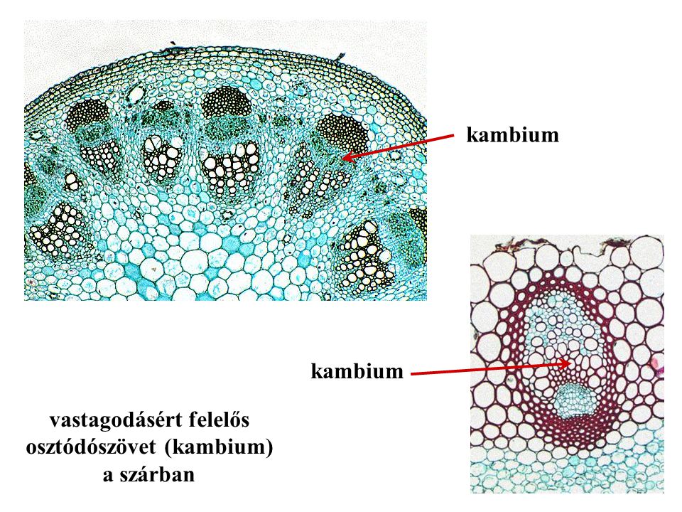 vastagodásért felelős osztódószövet (kambium)