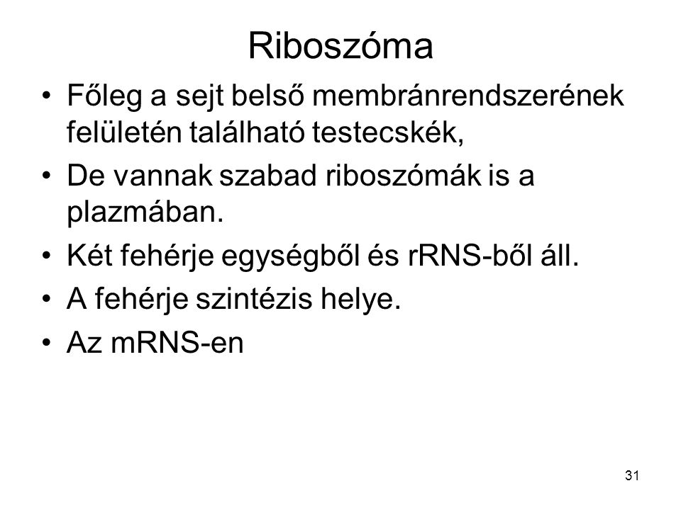 Riboszóma Főleg a sejt belső membránrendszerének felületén található testecskék, De vannak szabad riboszómák is a plazmában.