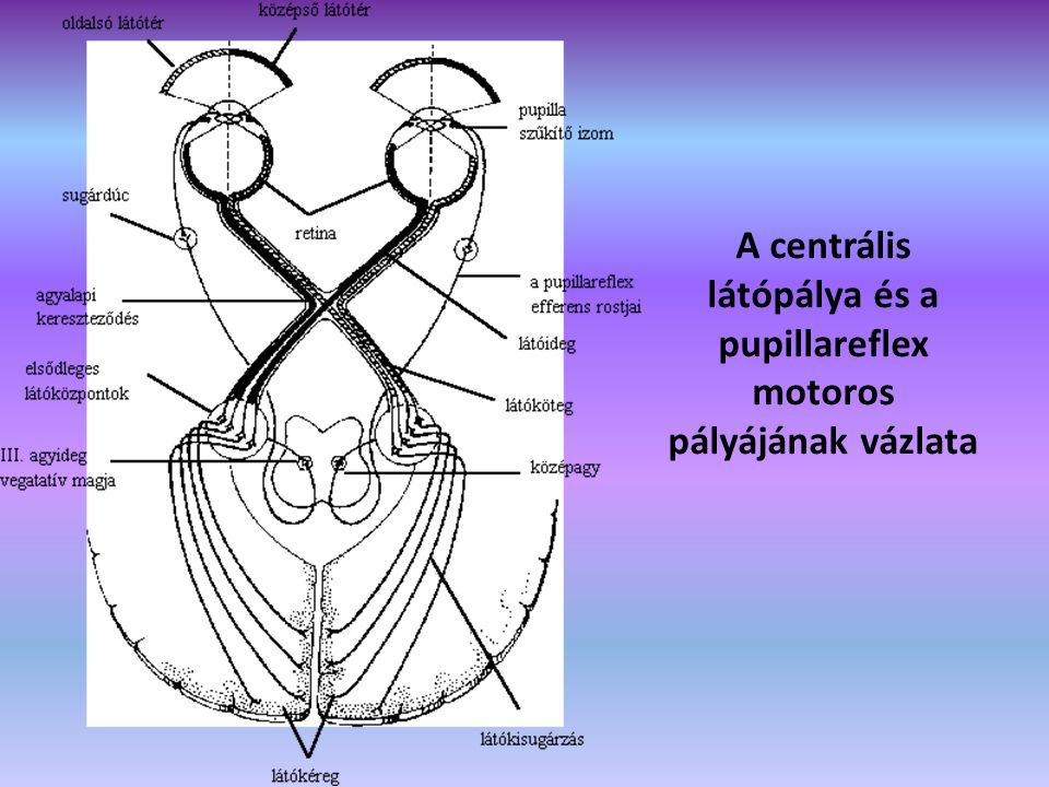 A centrális látópálya és a pupillareflex motoros pályájának vázlata