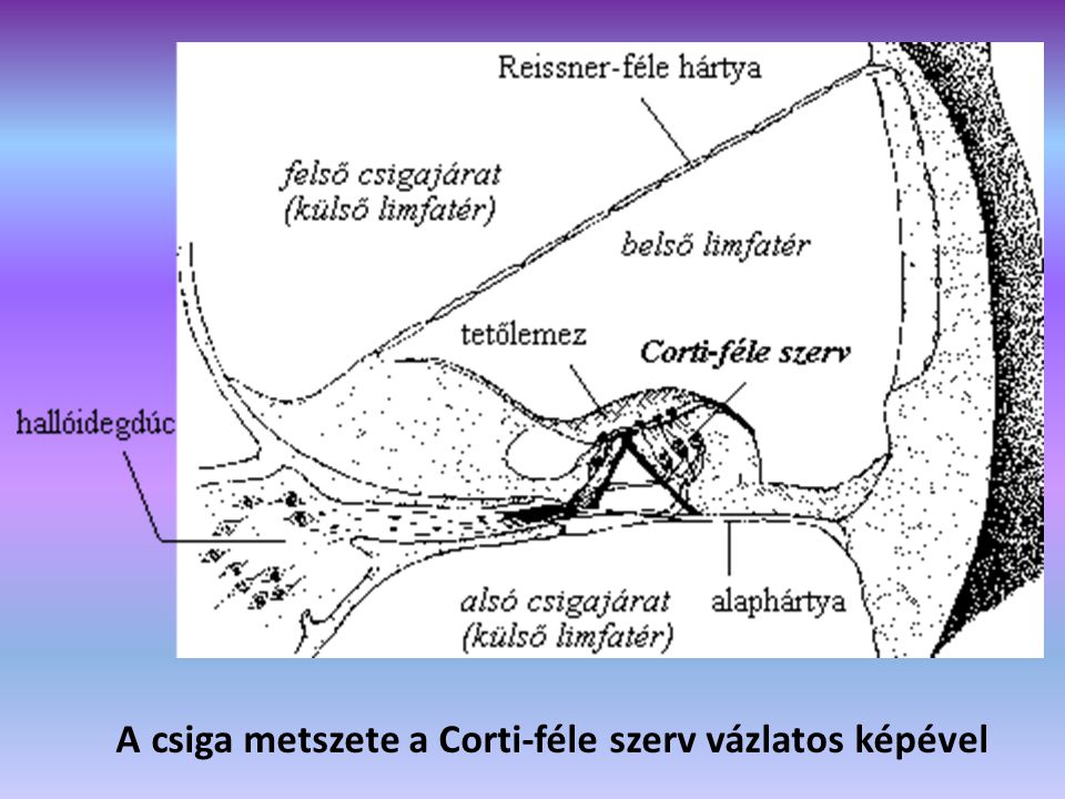 A csiga metszete a Corti-féle szerv vázlatos képével