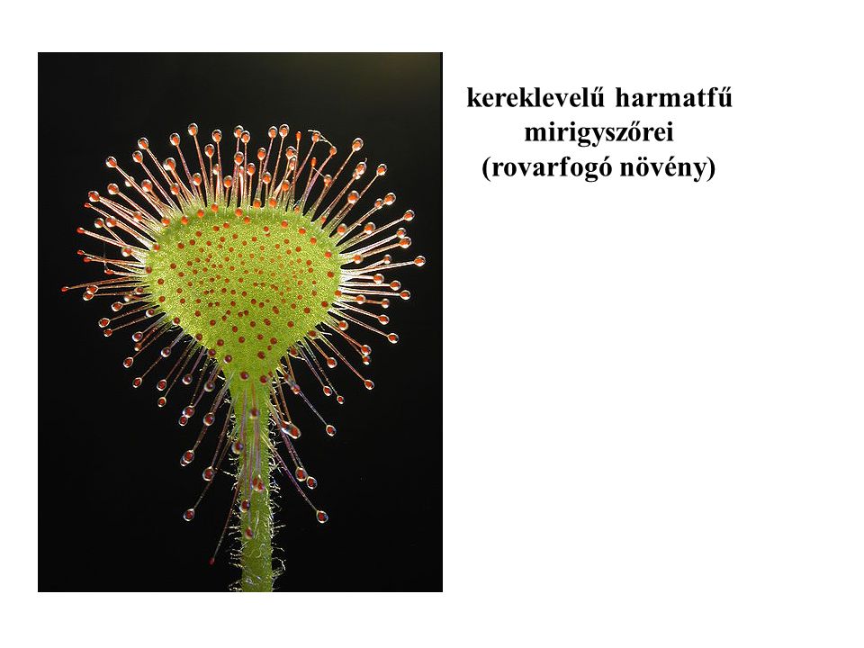 kereklevelű harmatfű mirigyszőrei (rovarfogó növény)