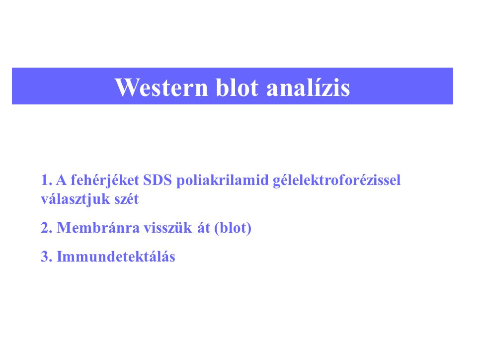 Western blot analízis 1. A fehérjéket SDS poliakrilamid gélelektroforézissel választjuk szét. 2. Membránra visszük át (blot)