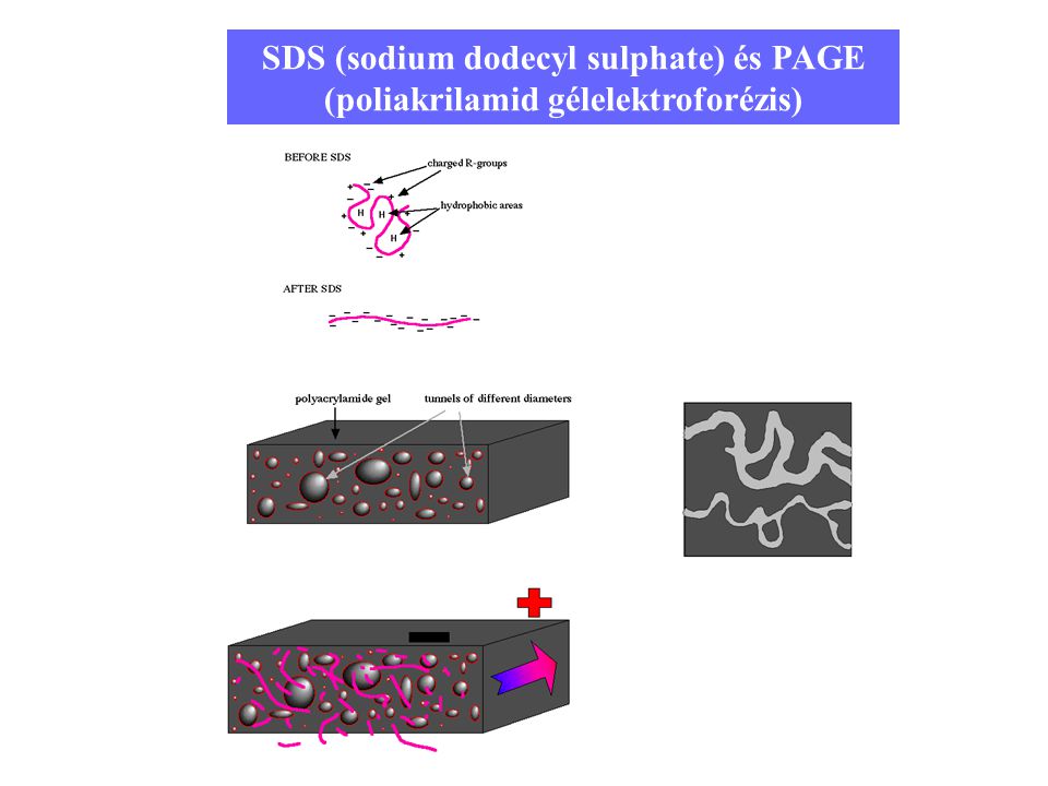 SDS (sodium dodecyl sulphate) és PAGE (poliakrilamid gélelektroforézis)