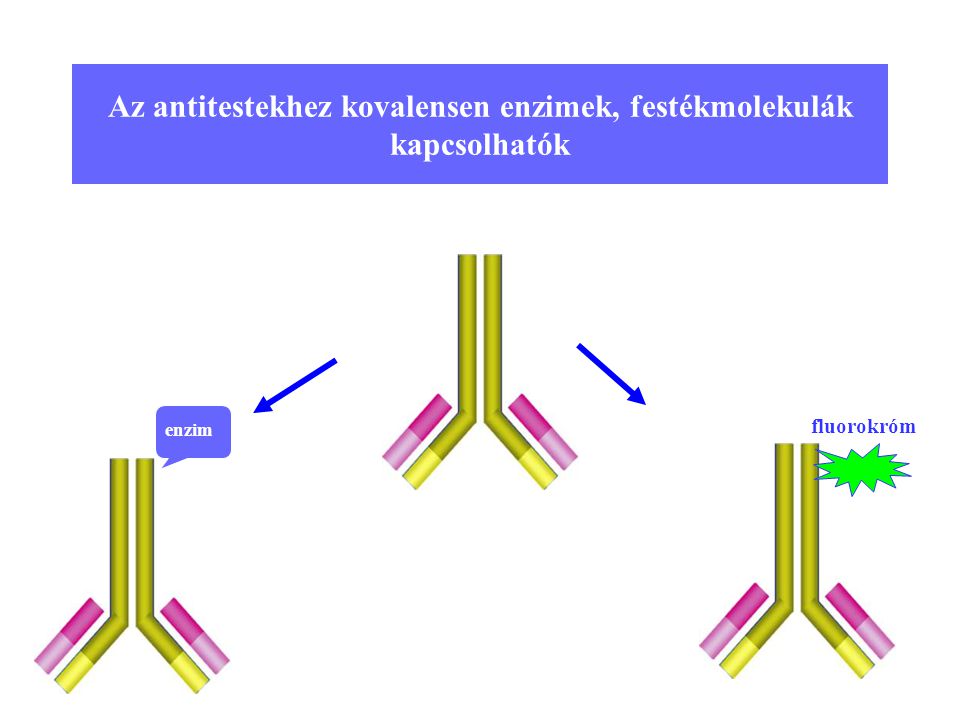 Az antitestekhez kovalensen enzimek, festékmolekulák kapcsolhatók