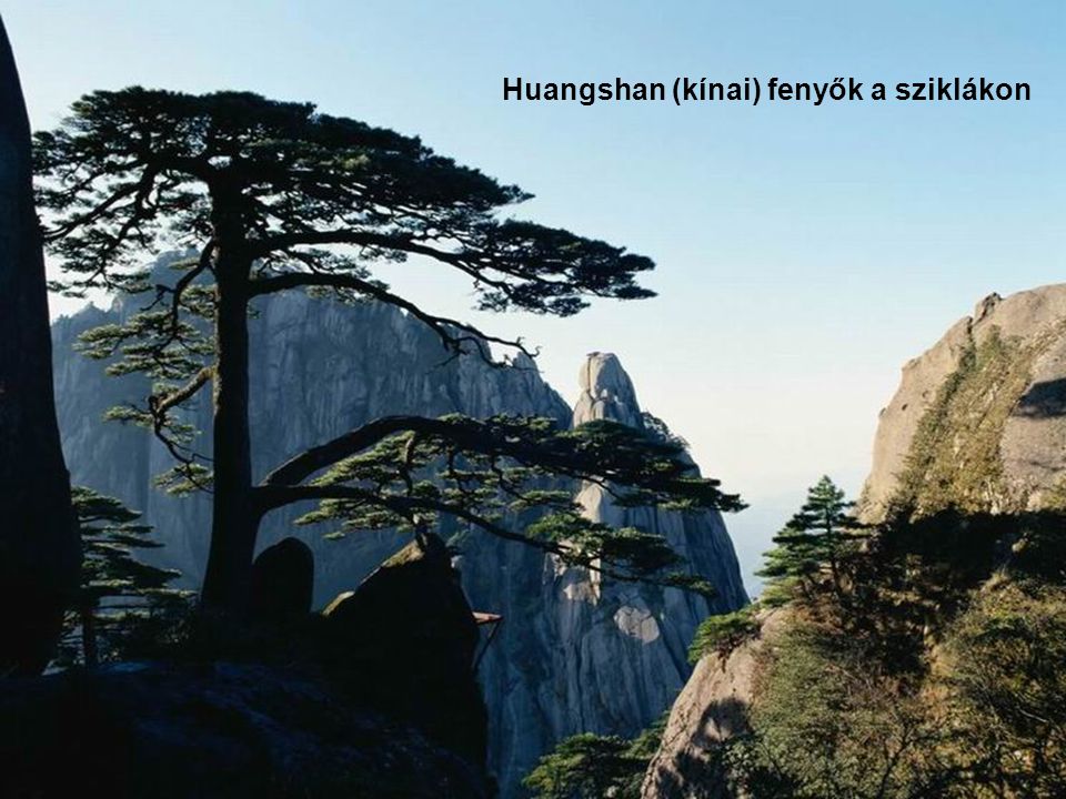Huangshan (kínai) fenyők a sziklákon