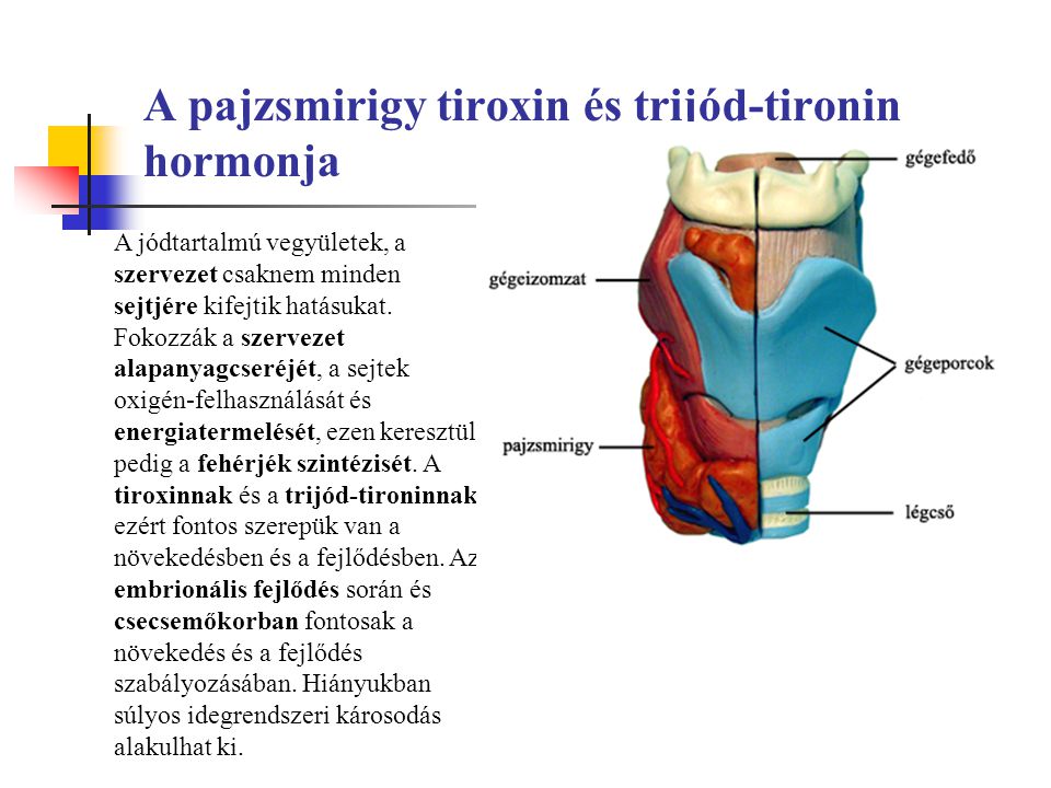 A pajzsmirigy tiroxin és trijód-tironin hormonja