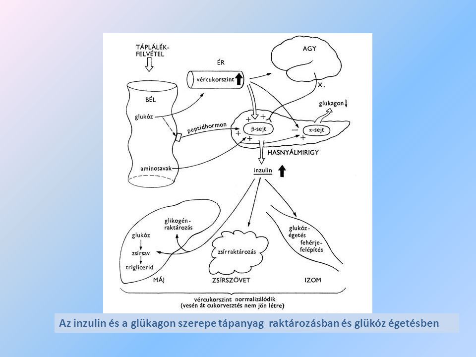 Az inzulin és a glükagon szerepe tápanyag raktározásban és glükóz égetésben