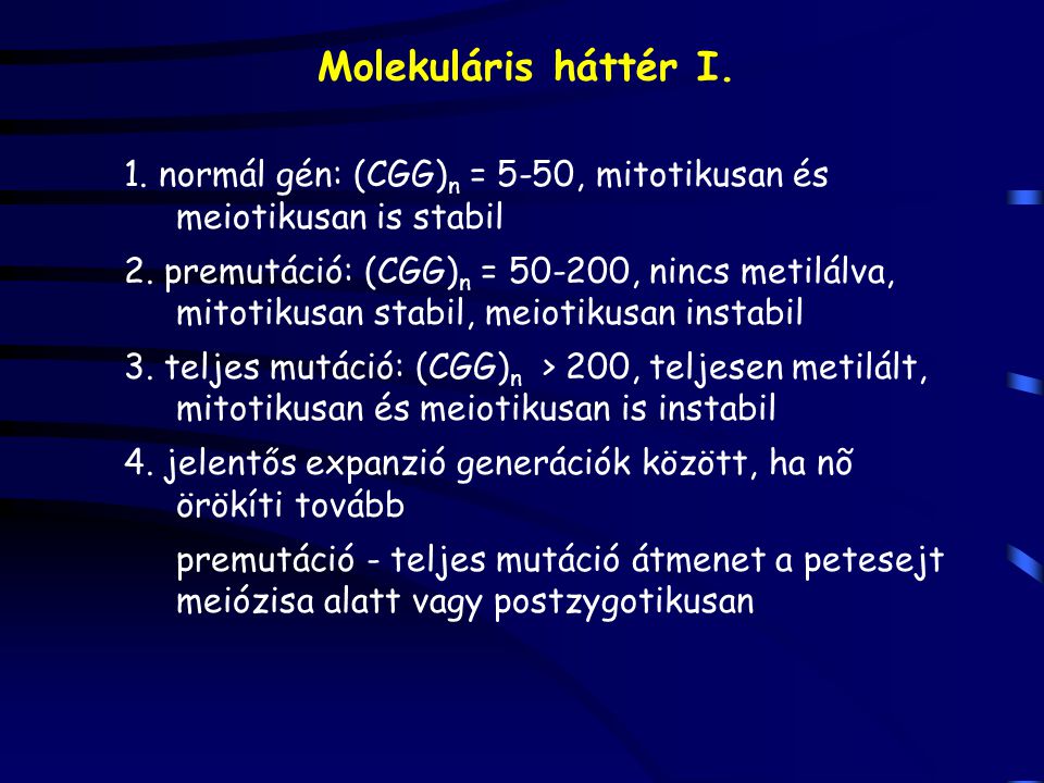 Molekuláris háttér I. 1. normál gén: (CGG)n = 5-50, mitotikusan és meiotikusan is stabil.