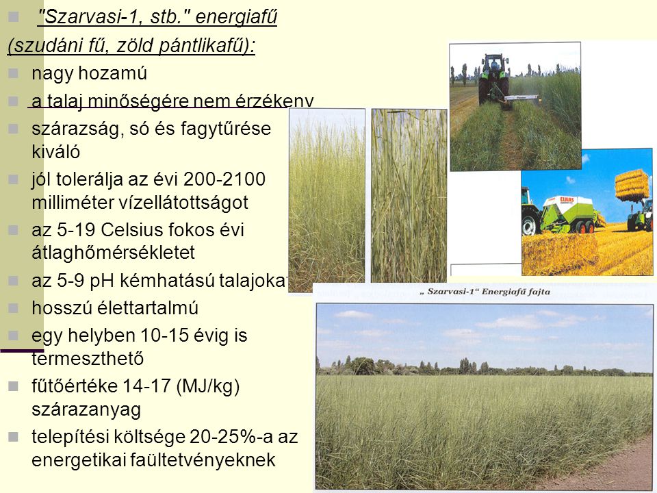 Szarvasi-1, stb. energiafű (szudáni fű, zöld pántlikafű):