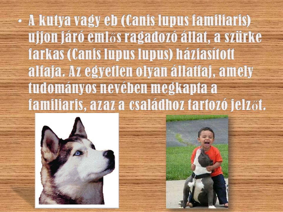 A kutya vagy eb (Canis lupus familiaris) ujjon járó emlős ragadozó állat, a szürke farkas (Canis lupus lupus) háziasított alfaja.