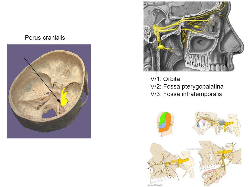 Porus cranialis V/1: Orbita V/2: Fossa pterygopalatina V/3: Fossa infratemporalis
