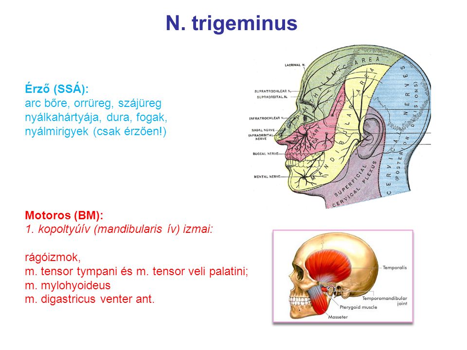 N. trigeminus Érző (SSÁ): arc bőre, orrüreg, szájüreg