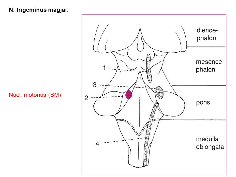 N. trigeminus magjai: Nucl. motorius (BM)