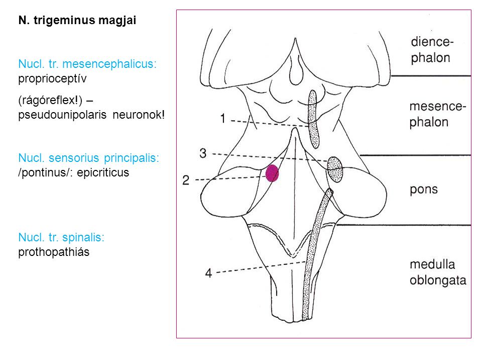 N. trigeminus magjai Nucl. tr. mesencephalicus: proprioceptív. (rágóreflex!) – pseudounipolaris neuronok!