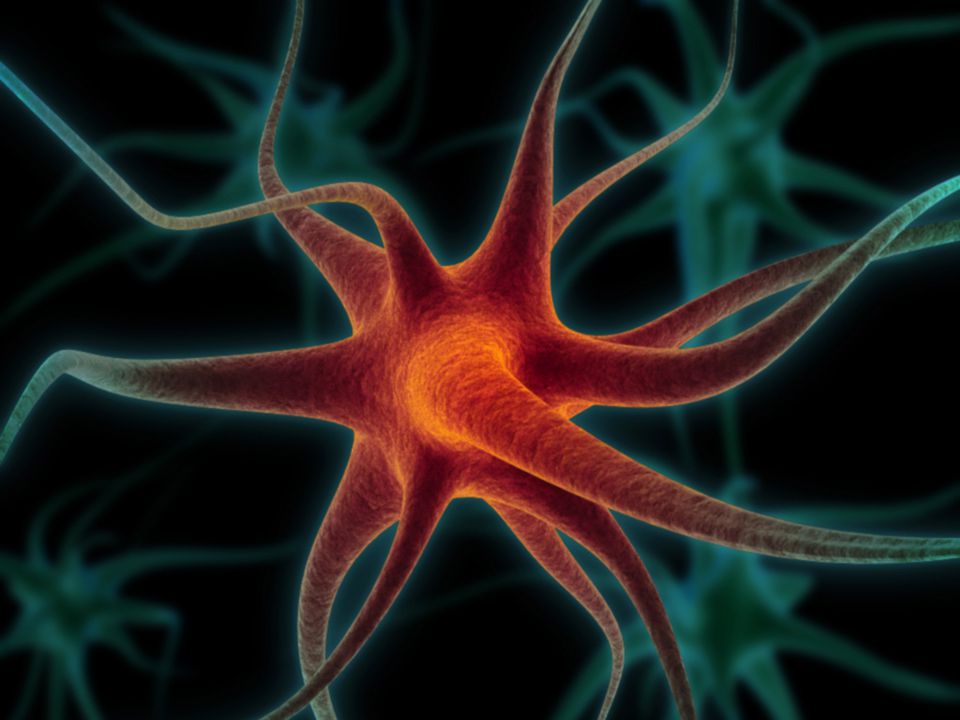 Idegrendszer alapjai 3. Az idegrendszer működési egysége az idegsejt = neuron Részei: