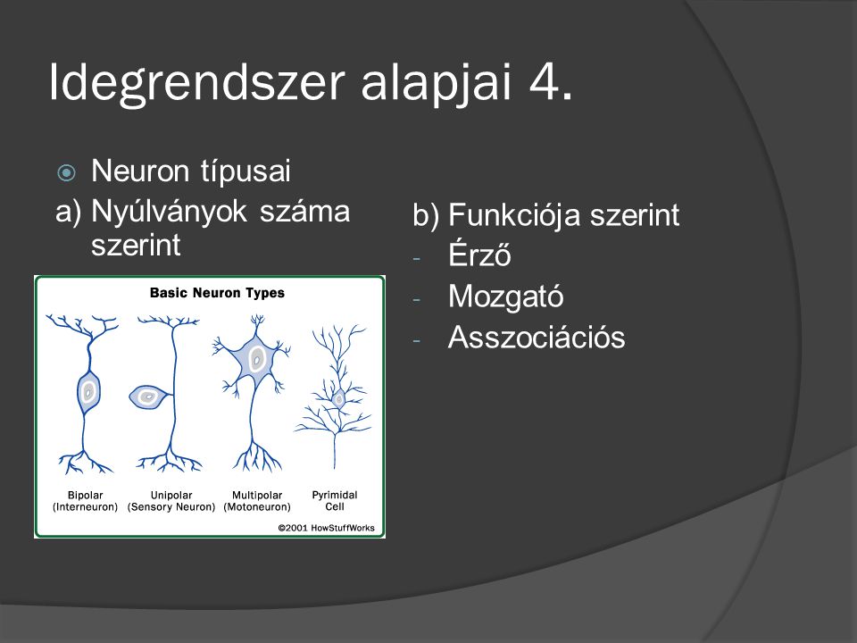 Idegrendszer alapjai 4. Neuron típusai a) Nyúlványok száma szerint