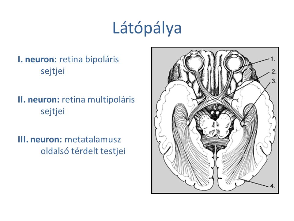 Látópálya I. neuron: retina bipoláris sejtjei
