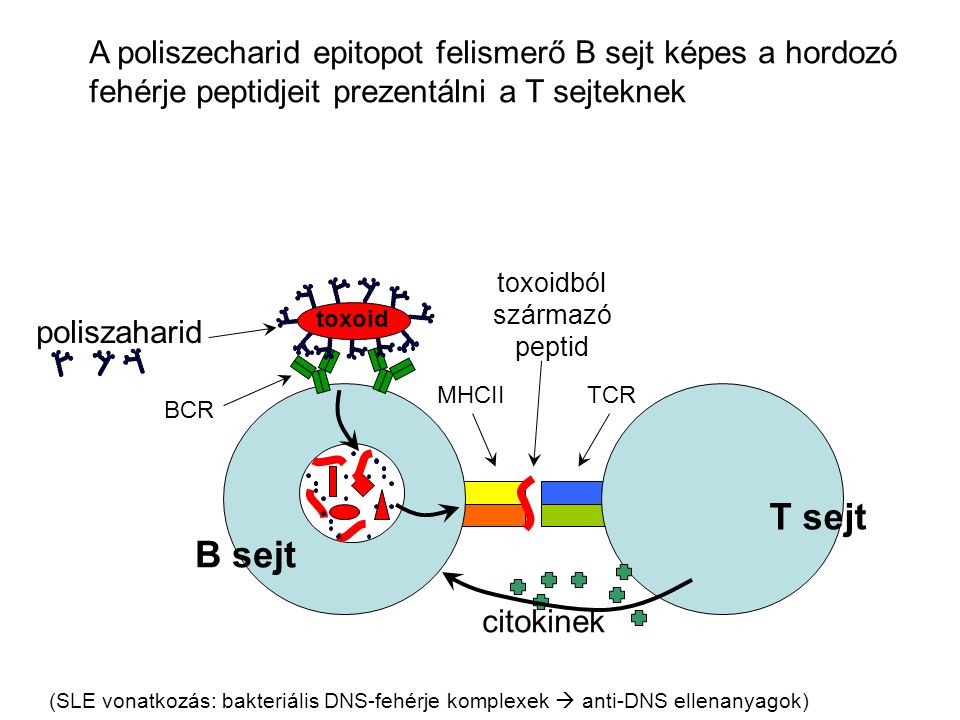 toxoidból származó peptid