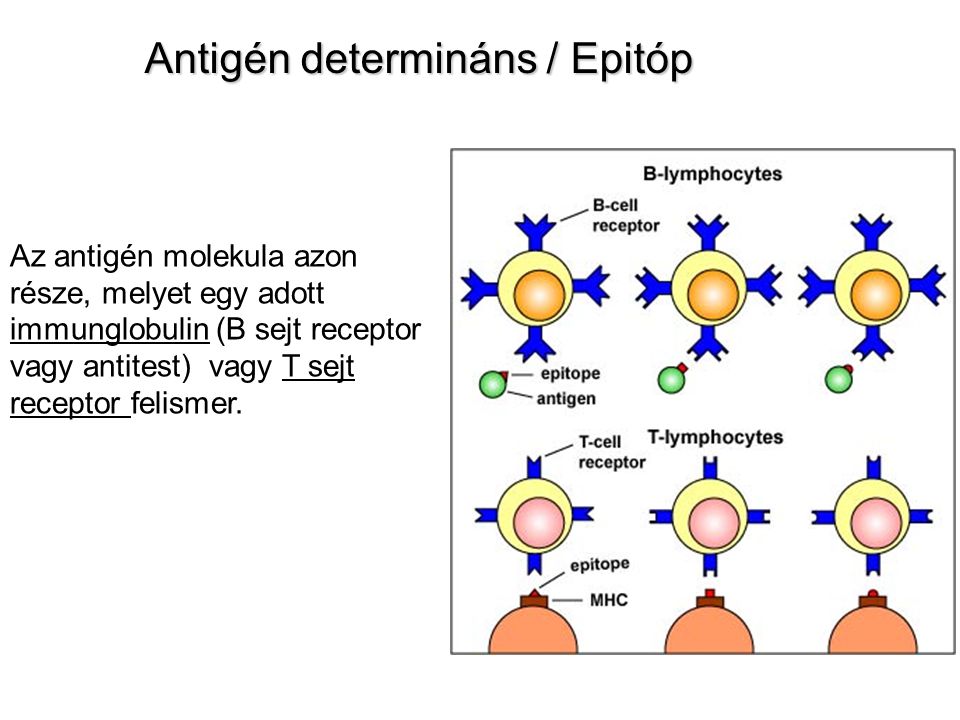 Antigén determináns / Epitóp