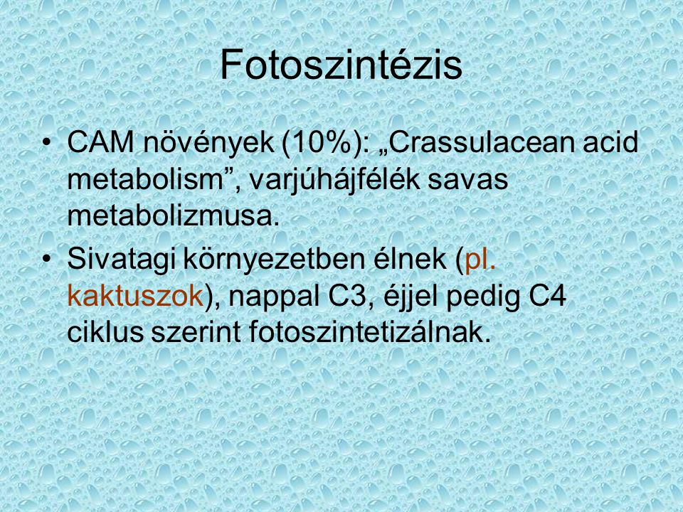 Fotoszintézis CAM növények (10%): „Crassulacean acid metabolism , varjúhájfélék savas metabolizmusa.