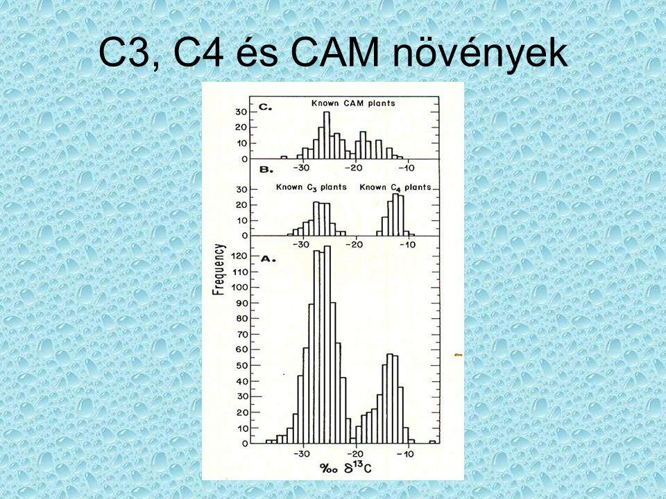C3, C4 és CAM növények