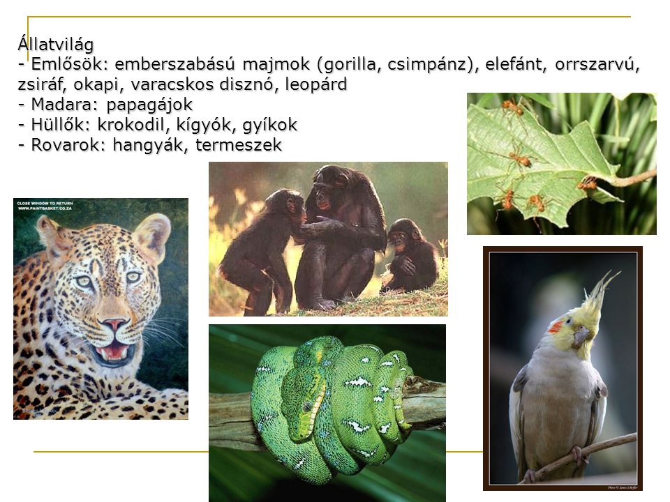 Állatvilág - Emlősök: emberszabású majmok (gorilla, csimpánz), elefánt, orrszarvú, zsiráf, okapi, varacskos disznó, leopárd.