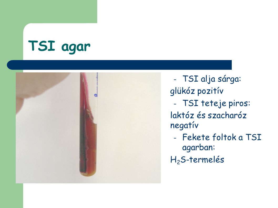 TSI agar TSI alja sárga: glükóz pozitív TSI teteje piros: