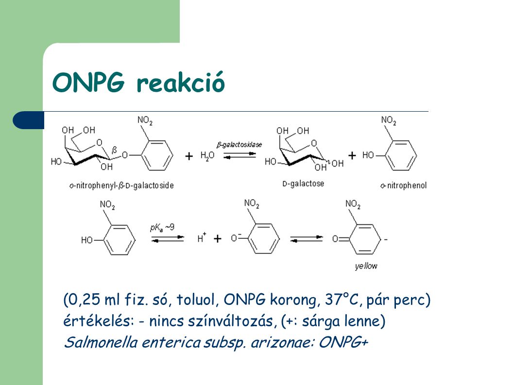 ONPG reakció (0,25 ml fiz. só, toluol, ONPG korong, 37°C, pár perc)