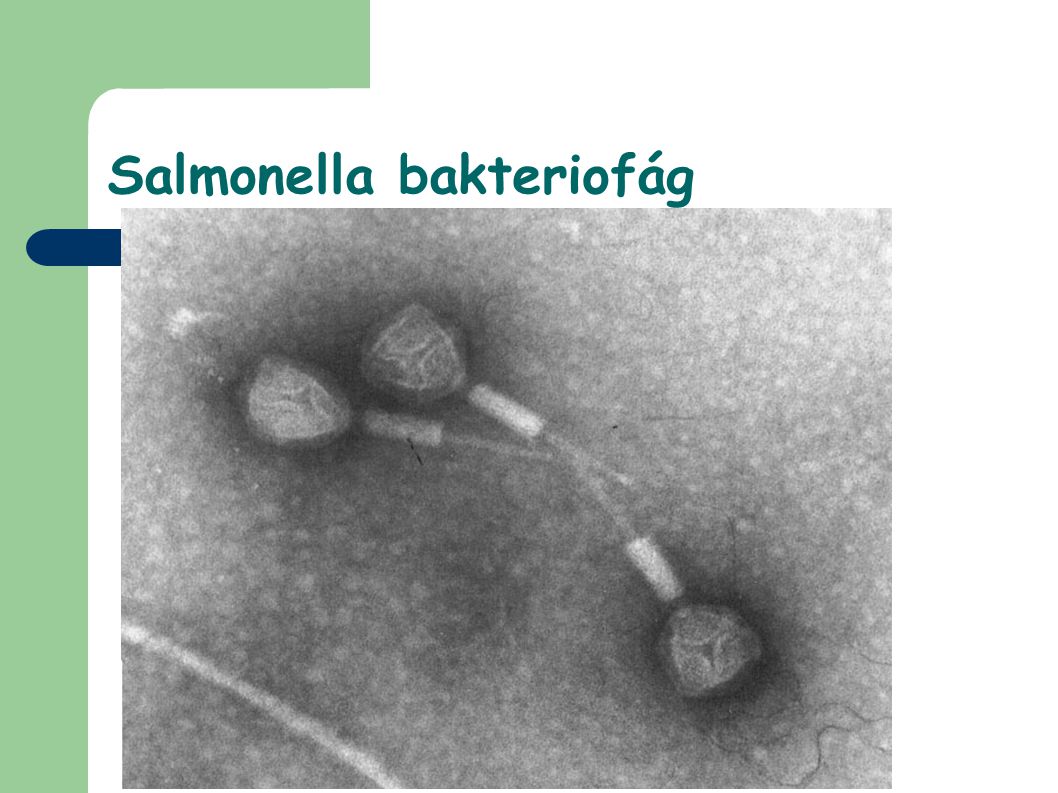 Salmonella bakteriofág
