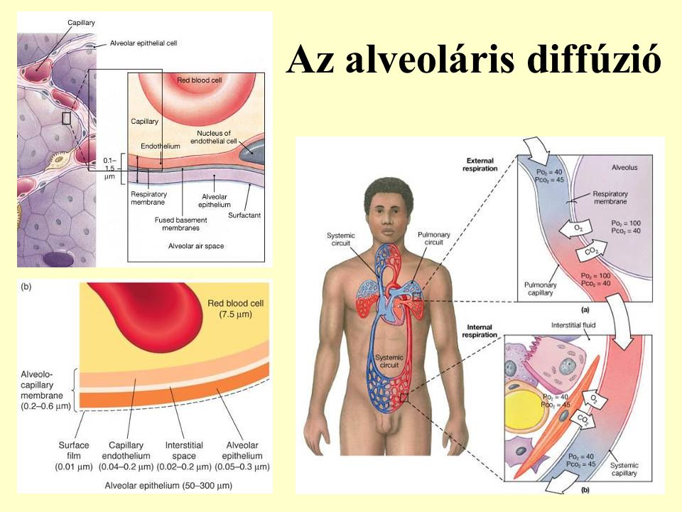 Az alveoláris diffúzió