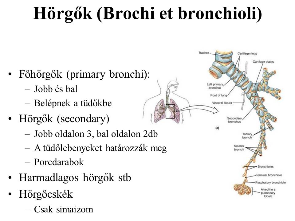 Hörgők (Brochi et bronchioli)