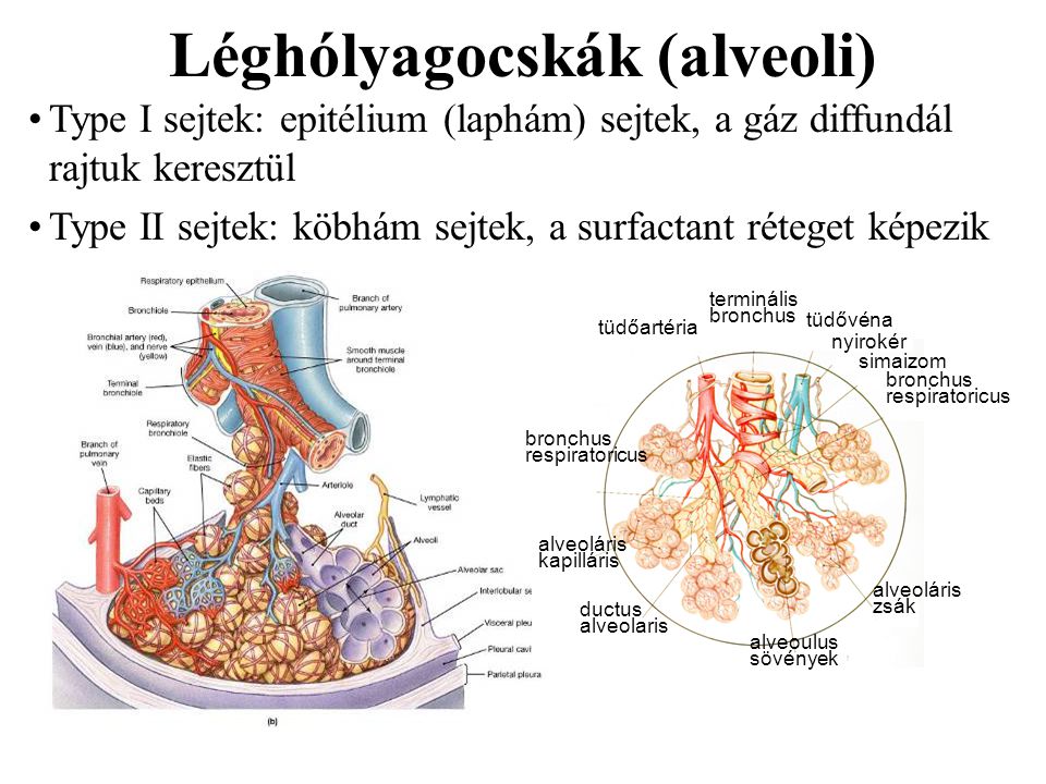 Léghólyagocskák (alveoli)