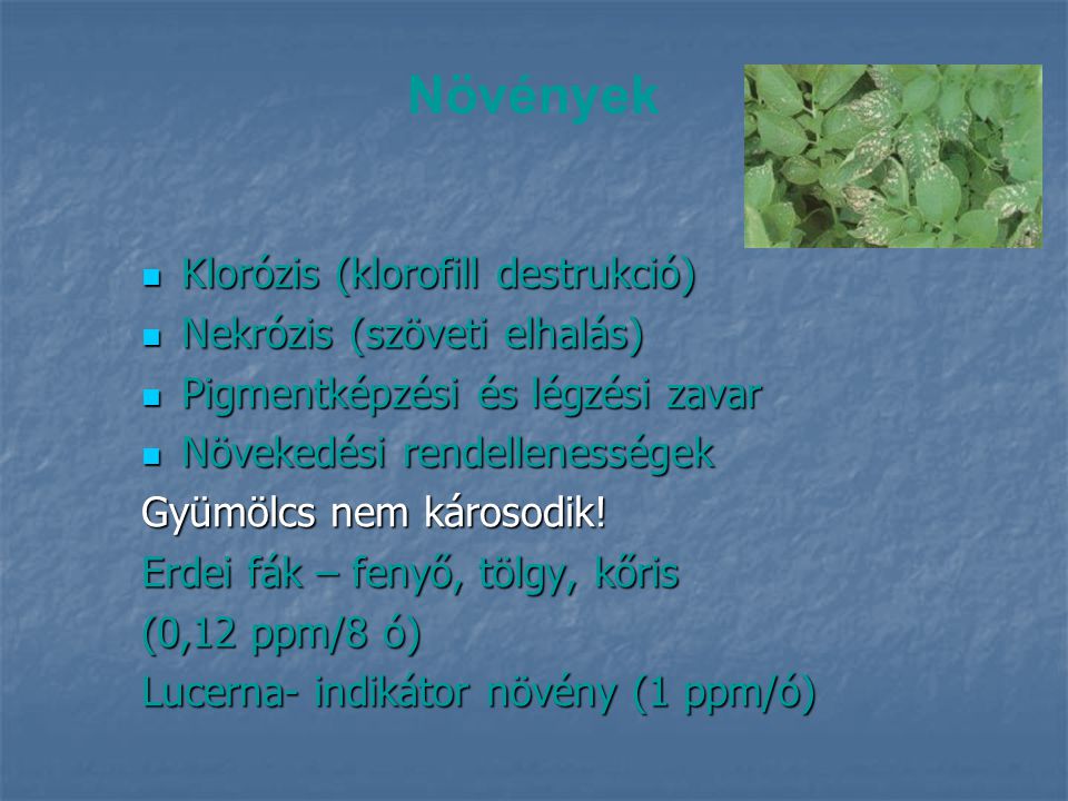 Növények Klorózis (klorofill destrukció) Nekrózis (szöveti elhalás)