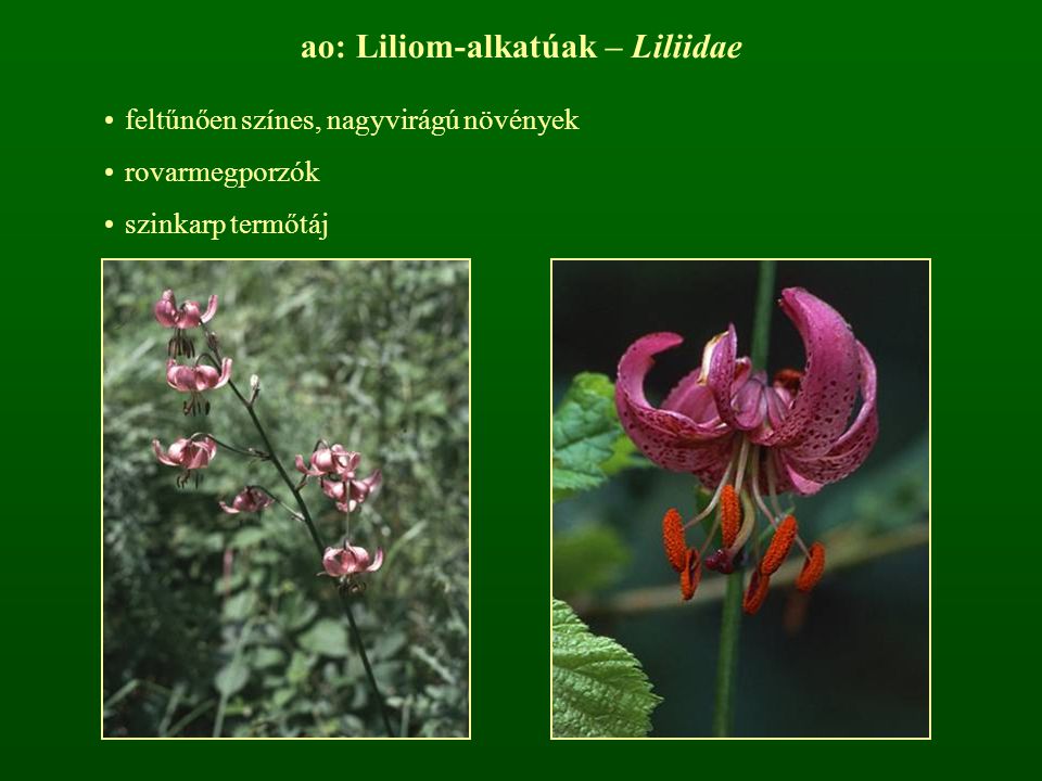 ao: Liliom-alkatúak – Liliidae