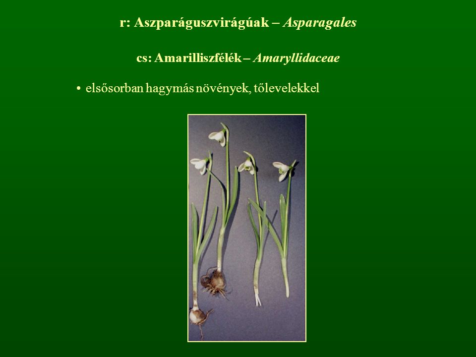 r: Aszparáguszvirágúak – Asparagales