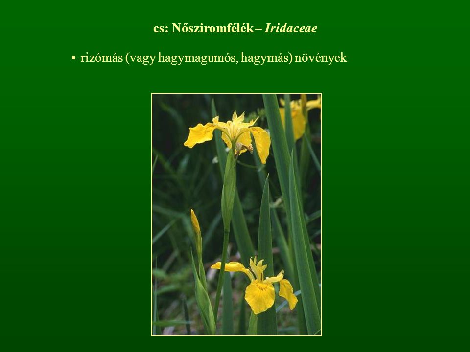 cs: Nősziromfélék – Iridaceae
