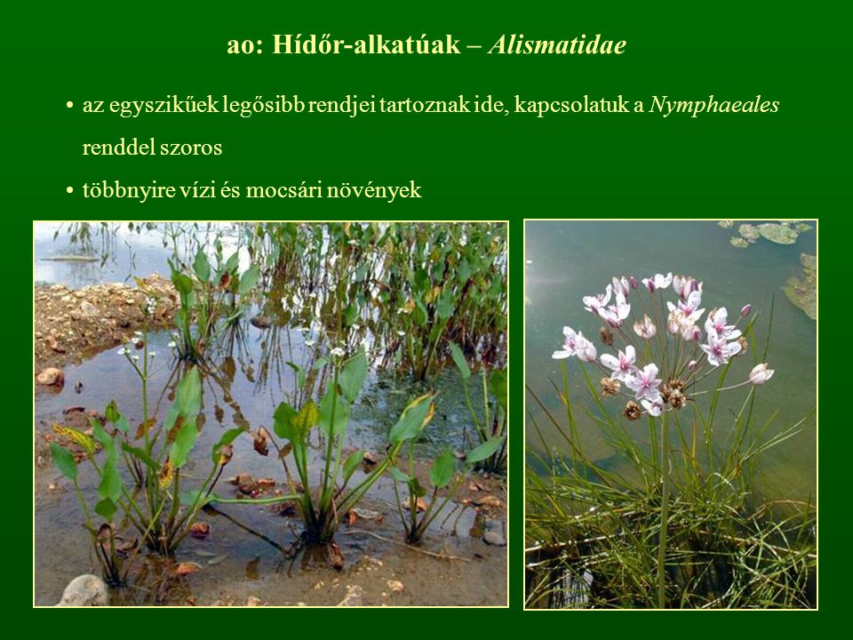 ao: Hídőr-alkatúak – Alismatidae