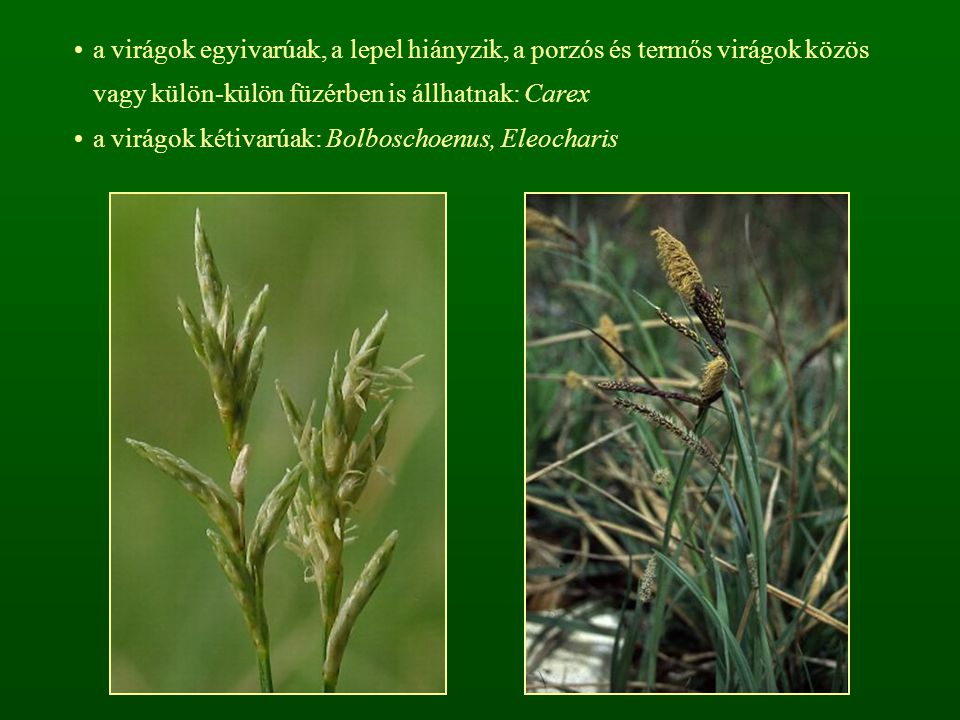 a virágok egyivarúak, a lepel hiányzik, a porzós és termős virágok közös vagy külön-külön füzérben is állhatnak: Carex