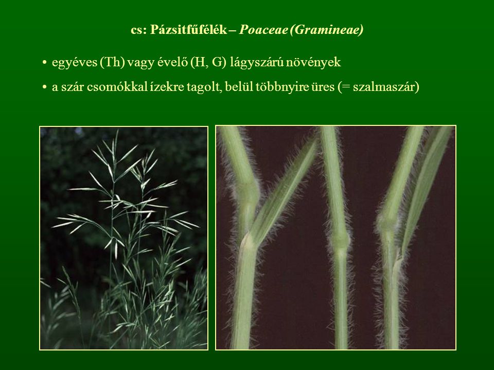 cs: Pázsitfűfélék – Poaceae (Gramineae)